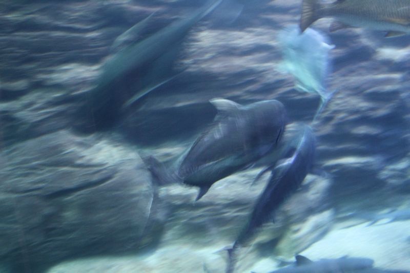 IMG_0071.jpg