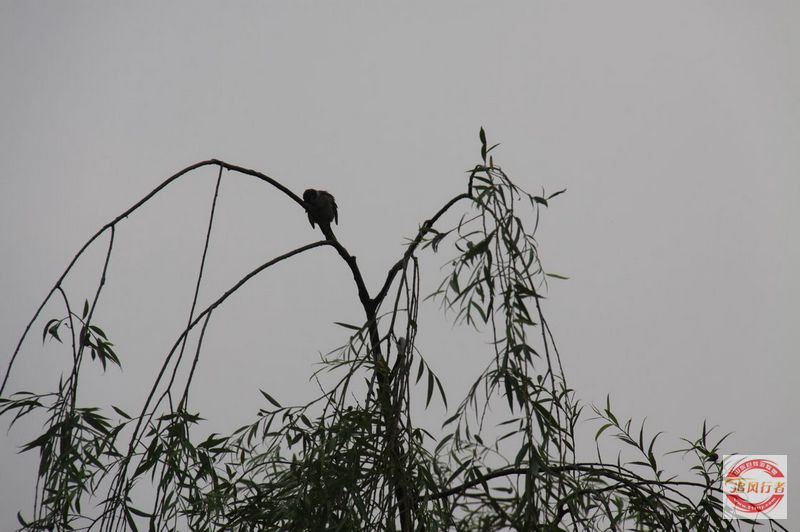 IMG_9908.jpg