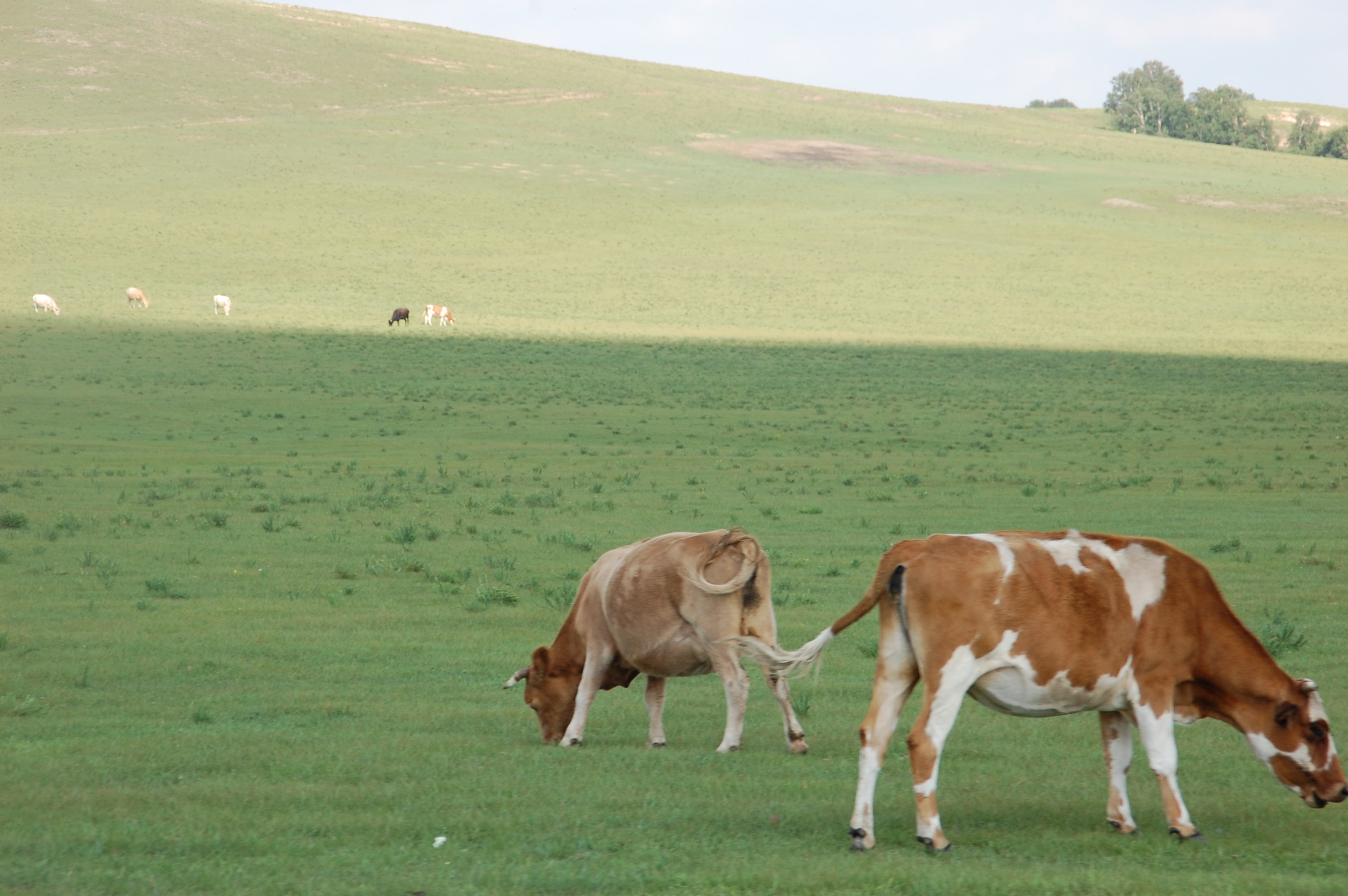 DSC_0477.JPG