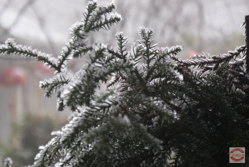 DSC04114.jpg