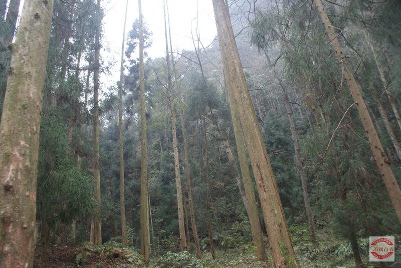 DSC04222.jpg