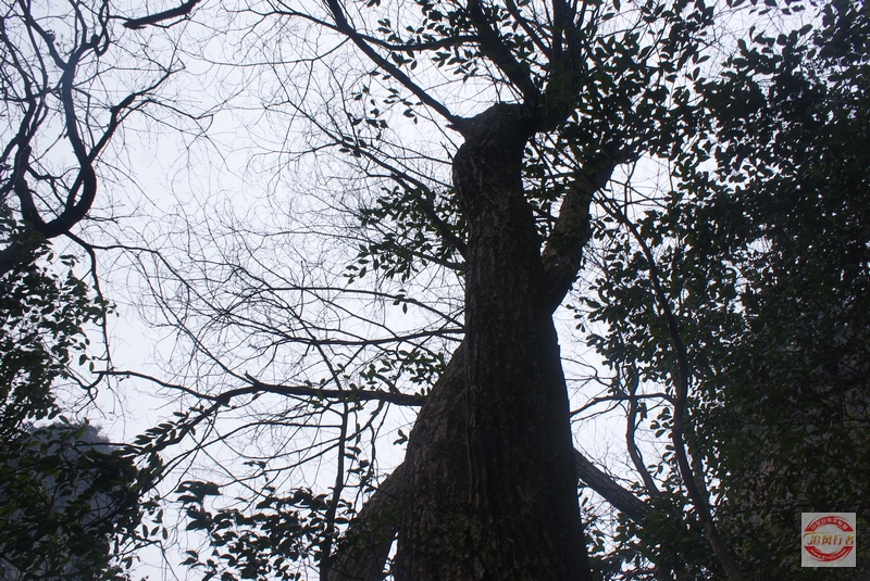 DSC04356.jpg