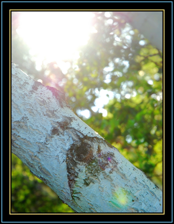 DSC_0332.jpg