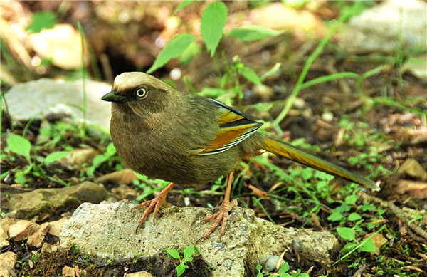 DSC_8231_ͼ.jpg
