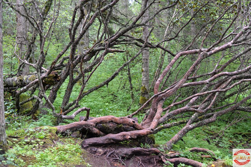 DSC_6277.jpg