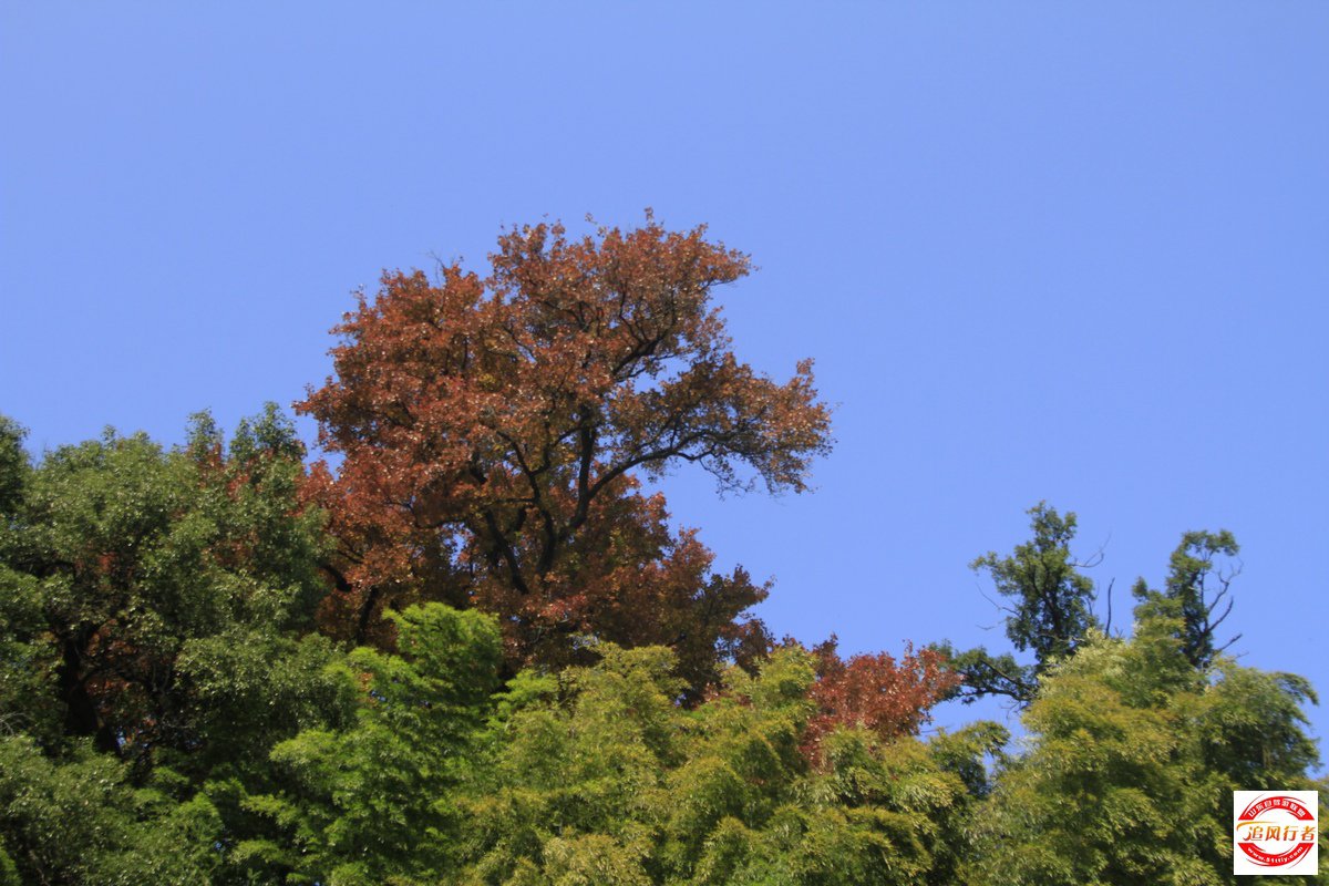 _MG_2203.jpg