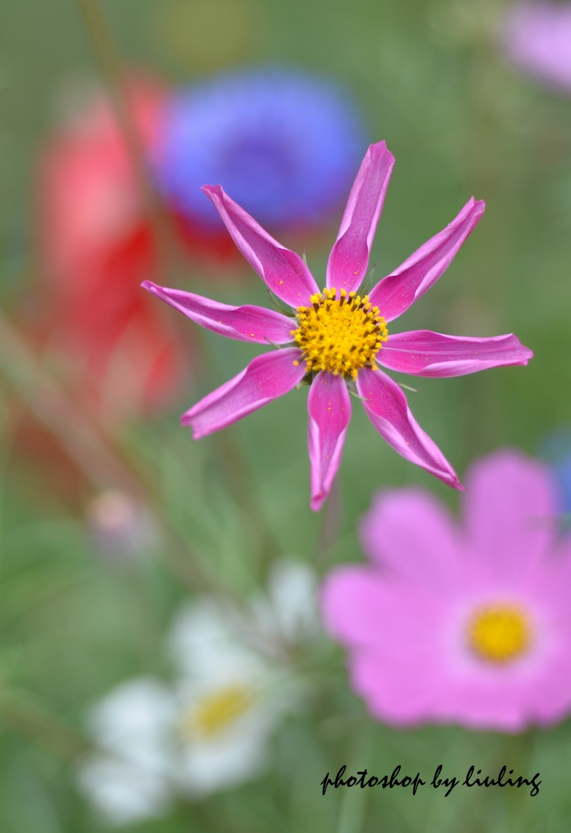 DSC_3332-1.jpg