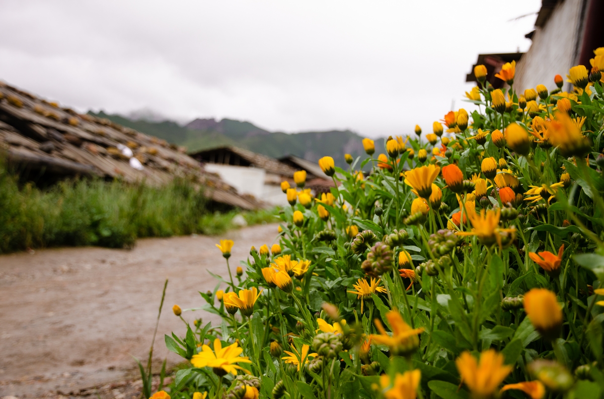 DSC_3533-1.jpg