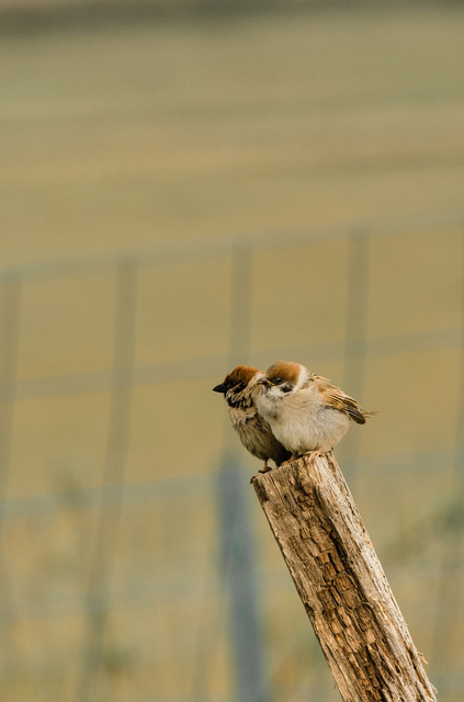 DSC_3866-1.jpg