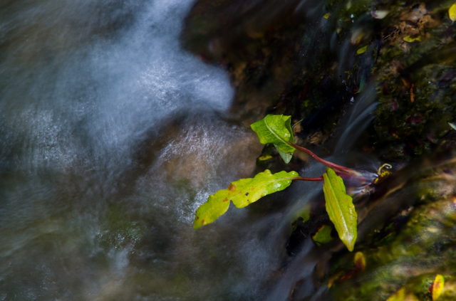 DSC_4429-1.jpg