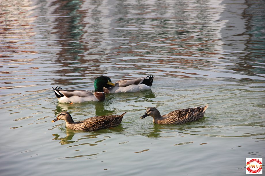 IMG_2915.jpg