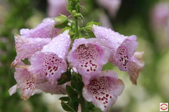 640.webp (24).jpg