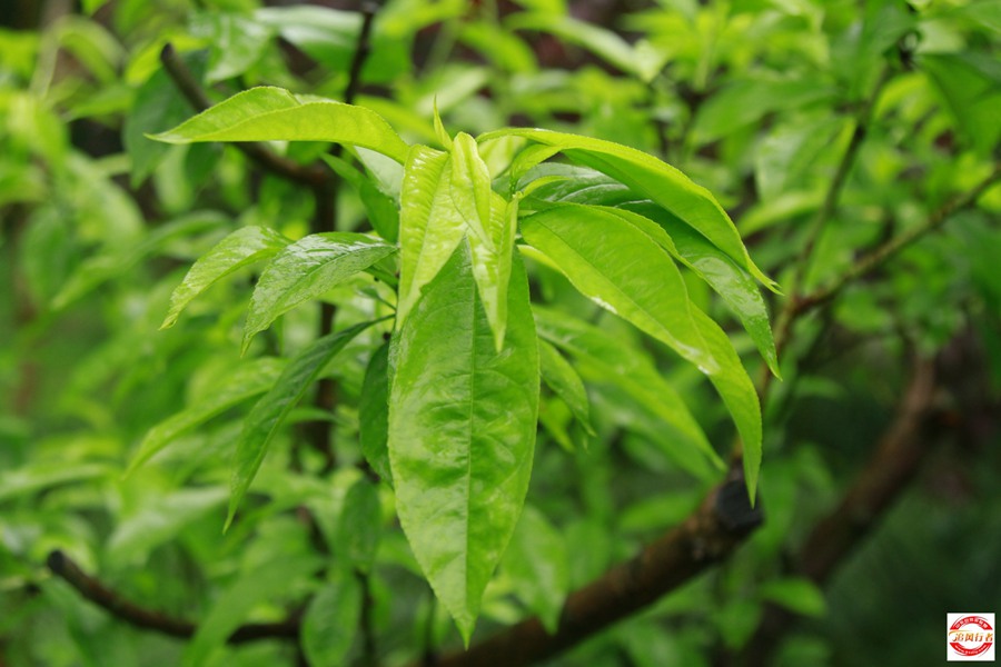_MG_6555.jpg