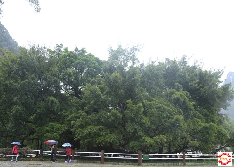 _MG_4290.jpg