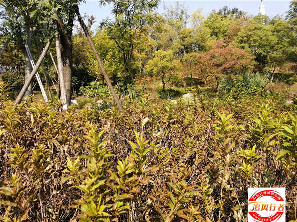 IMG_20181004_134103.jpg