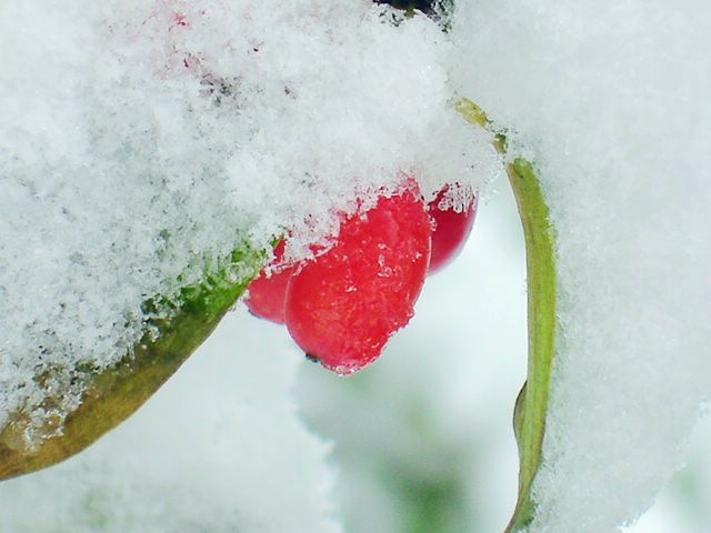 ˱ա˳㷢ѩСա