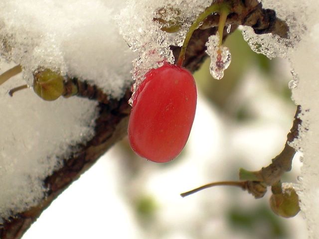 ˱ա˳㷢ѩСա