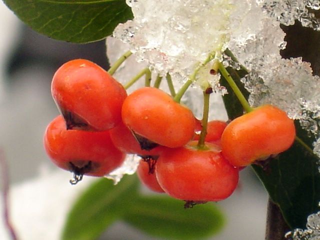 ˱ա˳㷢ѩСա