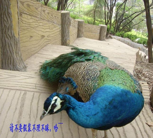 Ҷȶǵı-ҵ