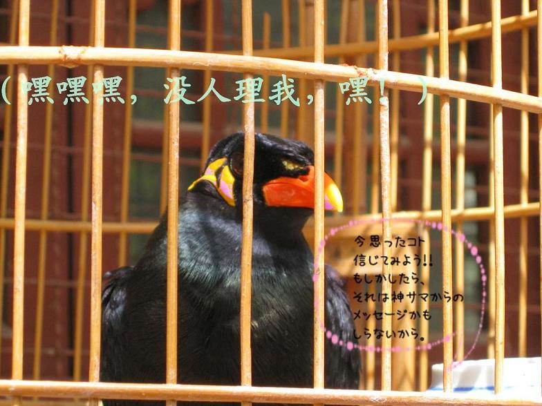 Ҷȶǵı-ҵ