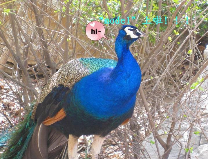Ҷȶǵı-ҵ