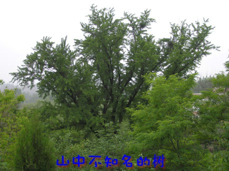 кܶƬû