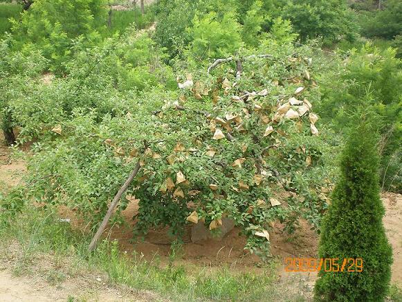 еԴԼ