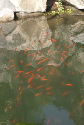 ֻطü Ѵ