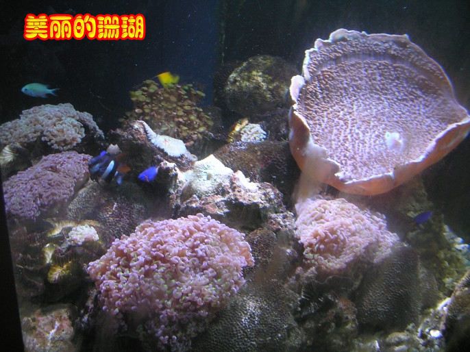 ɾ- 󼫵2