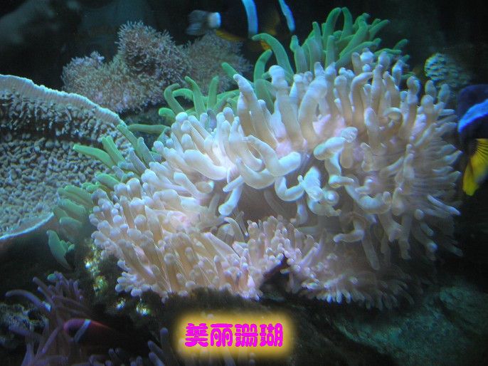 ɾ- 󼫵2