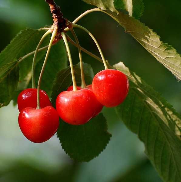 531׷ԼѲժӣļ(ѽֹ)
