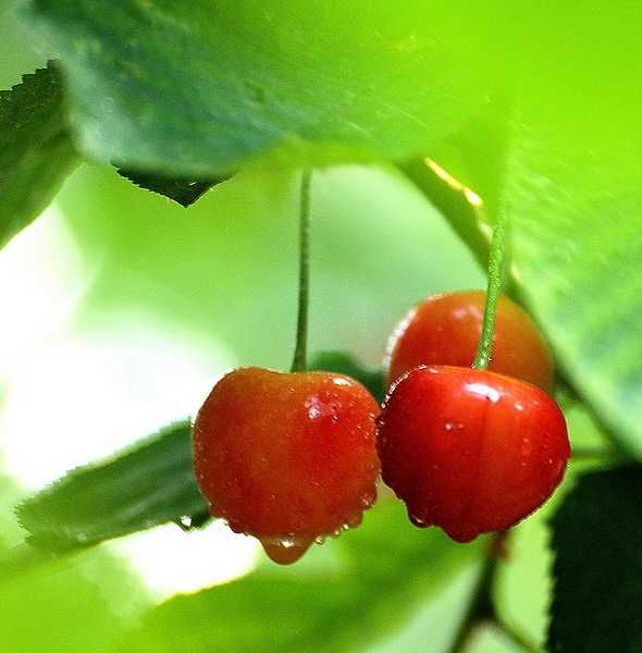 531׷ԼѲժӣļ(ѽֹ)