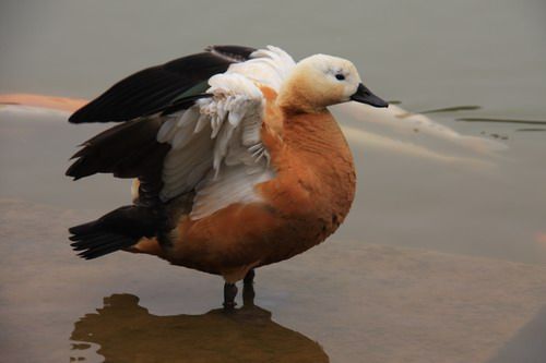 ġú    ųҵһɶèΣ