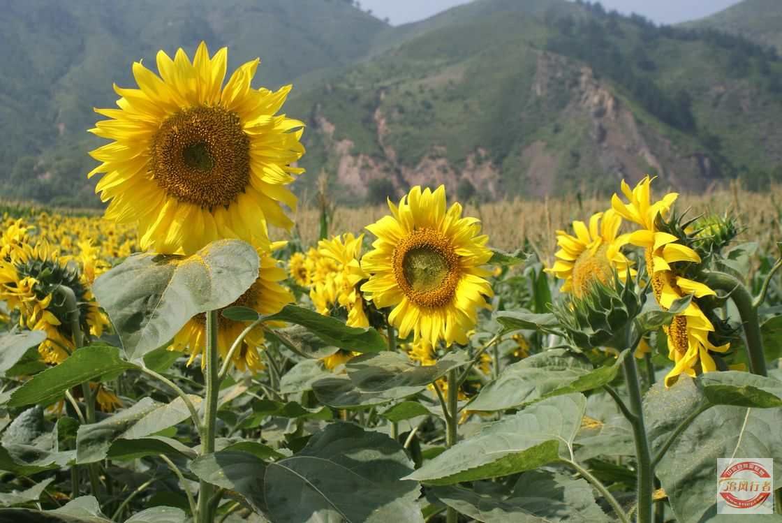 M7s47F2h.jpg