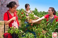 2015清明踏青赏花二日游(已截止)
