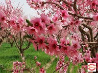 2015寻找最美乡村肥城双泉二日游(已截止)