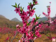 4月11日追风行者品茗美食玩转乡村一日游(已截止)