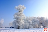 追风行者12月26—28赏雾凇 查干湖冬捕三日游